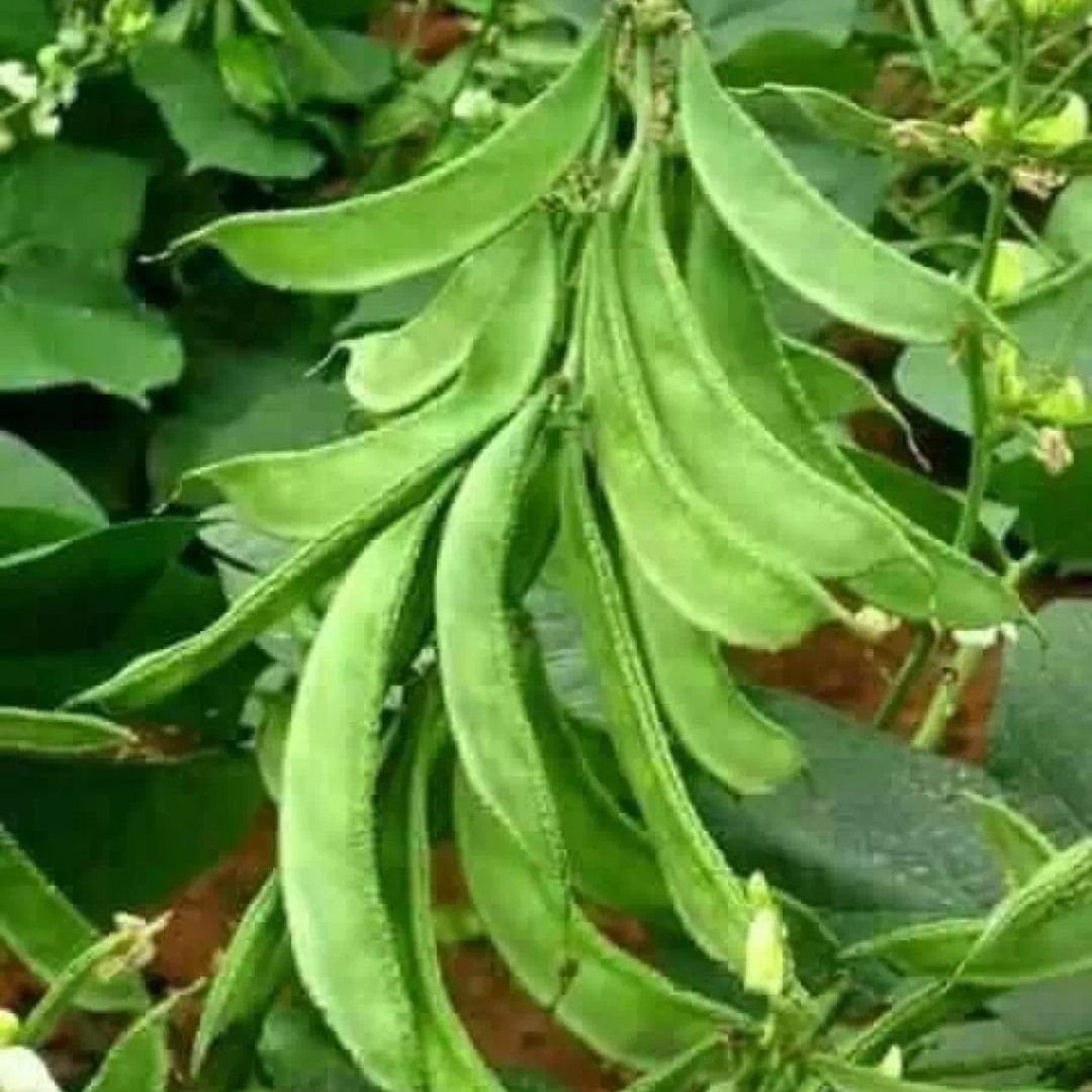 সকল মৌসুমের বীজ)-10 পিস