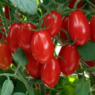Long Tomato Seeds Bangladeshi (লম্বা টমেটোর বীজ) - 50 pieces seeds