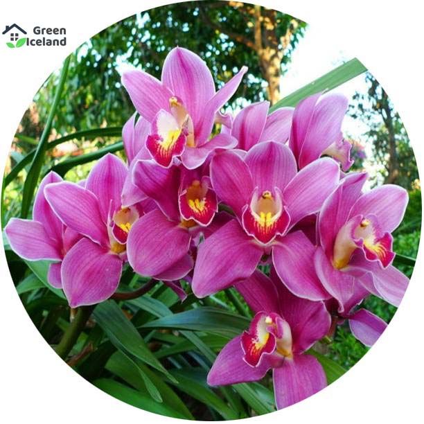 Natural Beautiful Cymbidium orchid Seeds - 5 Pcs Seeds