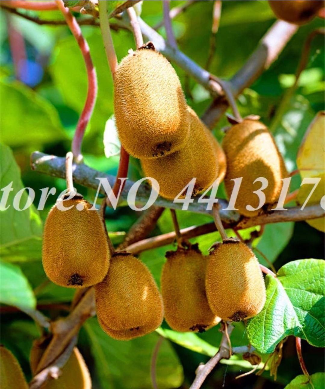 Mini Kiwi Fruit's Seeds for Potted Plants Organic Heirloom- 10pcs