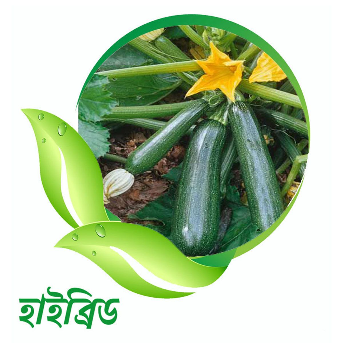 korea super early hybrid Squash Seeds - 10pcs - Green