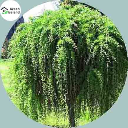 All Season Weeping Tree Seeds - 5 Pcs Seeds