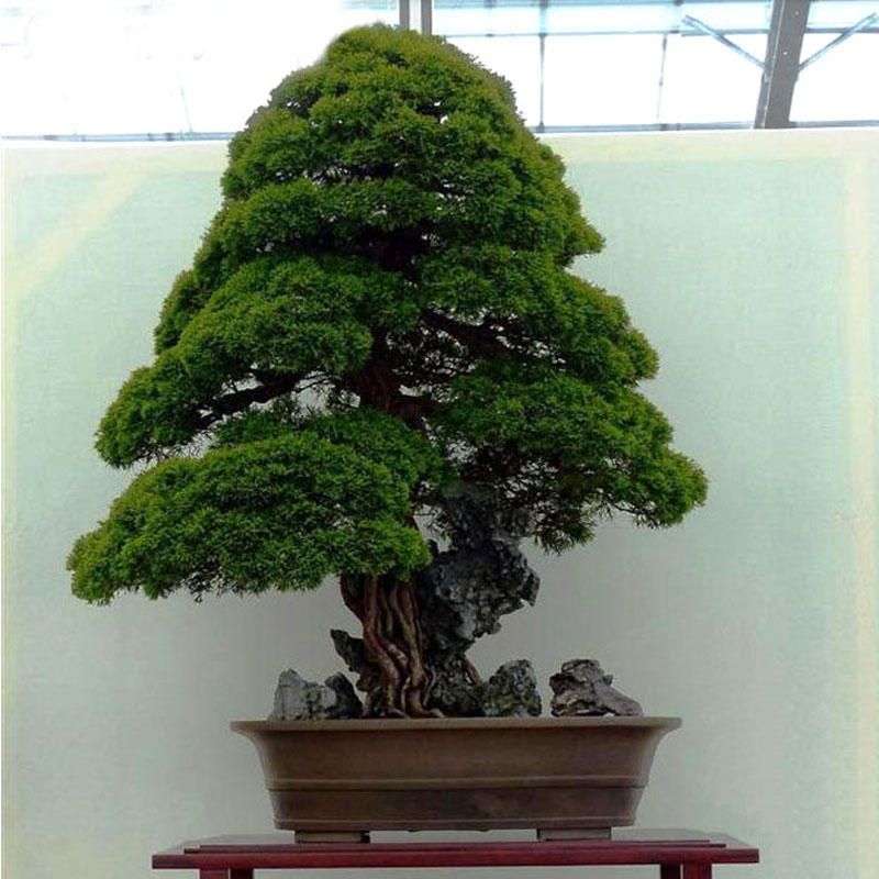 5 Pcs Japanese Cedar Semillas Bonsai Seeds Rare Tree Seeds for Home Garden Planting