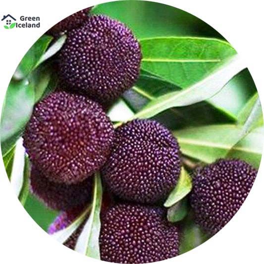 5 Pcs Organic Delicious Arbutus Seeds