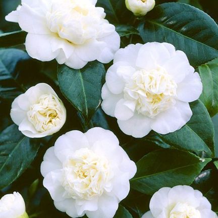 White Camelliabest Flower Seeds -20 pcs (Global Seeds).