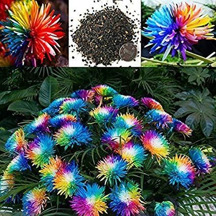 Rainbow Chrysanthemum Seeds -30 pcs seeds
