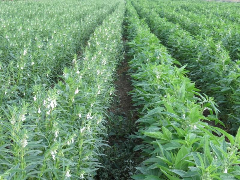SWEET SUDAN GRASS SEEDS, HYBRID- 100 Gram
