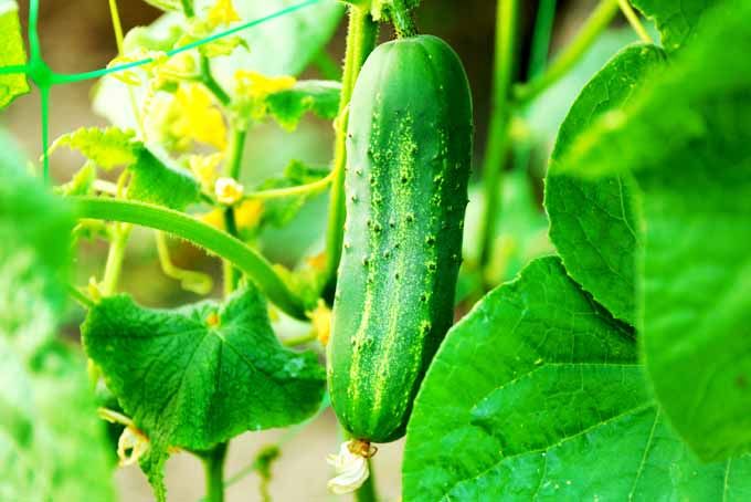 Qiu Sheng Hot Vegetable Bonsais Cucumber Bonsais 20 Pcs seeds