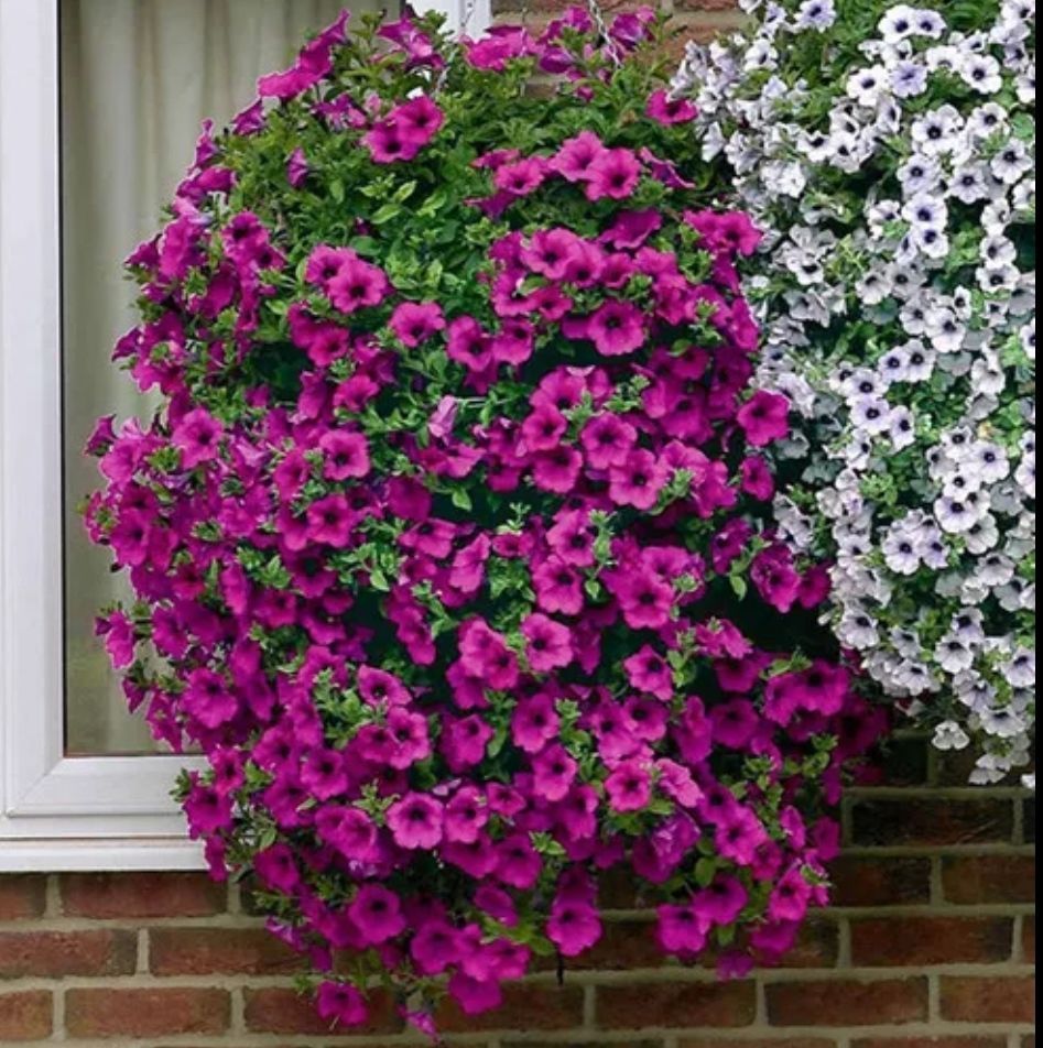 Hanging Petunia Seeds for Plants ( D-9 ) - 10 pcs