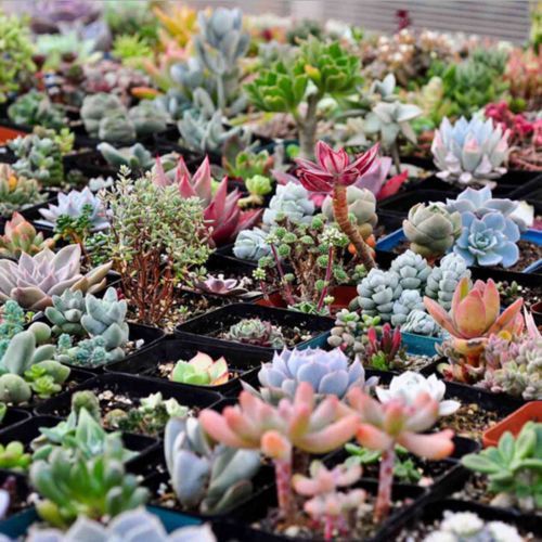 Rare Sedeveria Letiziaa Cactus Seed - 15 Pcs Seeds (Imported)