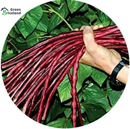 50 Pcs Real Summer Red Long Bean Seeds (লাল বরবটি বীজ)