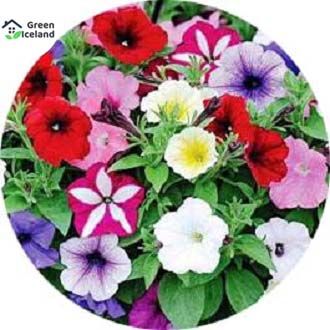 Global Petunia Flower Seeds - 15 Pcs Seeds