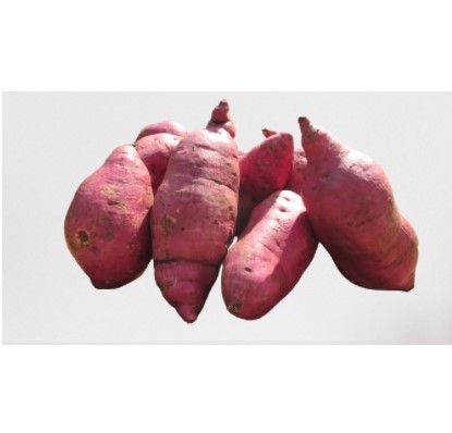 (Weight- 1.5 -1.7 kg) Sweet Potato Fruits Fresh Foods Farm-Shah Agro Garden Plants Red Purple Sweet Potato- (4-5 Pcs)