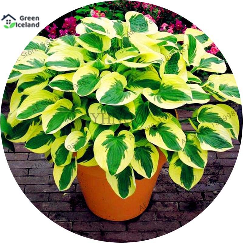 10 Pcs Global Hosta Plants Perennials Lily Flower Seeds