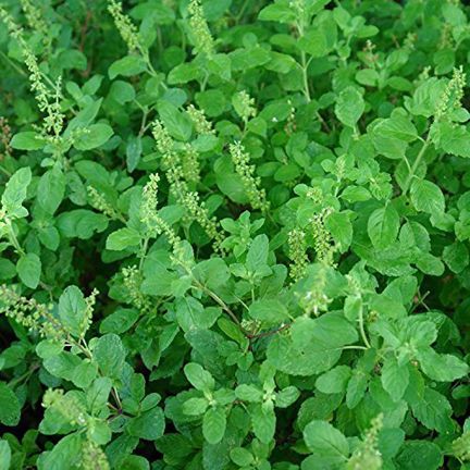 Tulsi/Basil Seed (তুলসী বীজ ) -20 Pieces