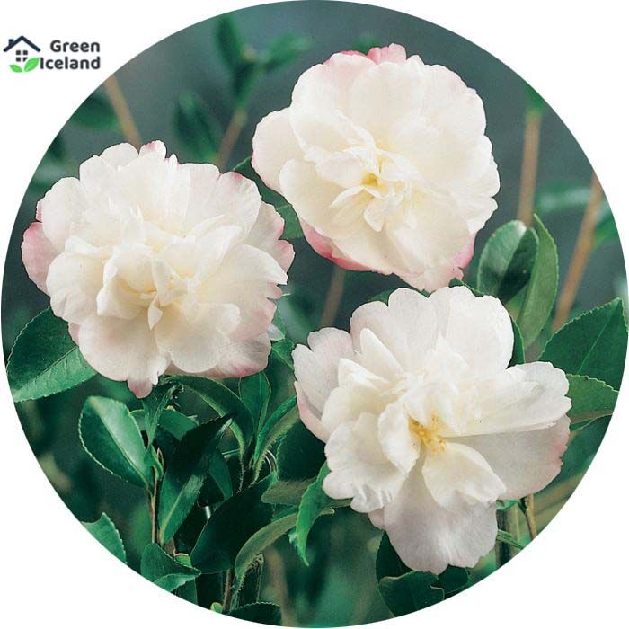 Global White Camellia Flower Bonsai Seeds - 20 Pcs Seeds