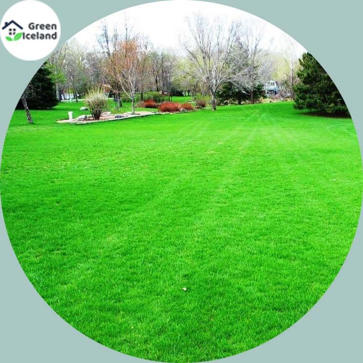 Lawn Green Grass Seeds - 200+ Pcs Seeds (Global Seeds)