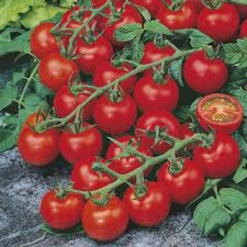 Japanese Tomato Biz 25 Piece SEEDS Home Tuber