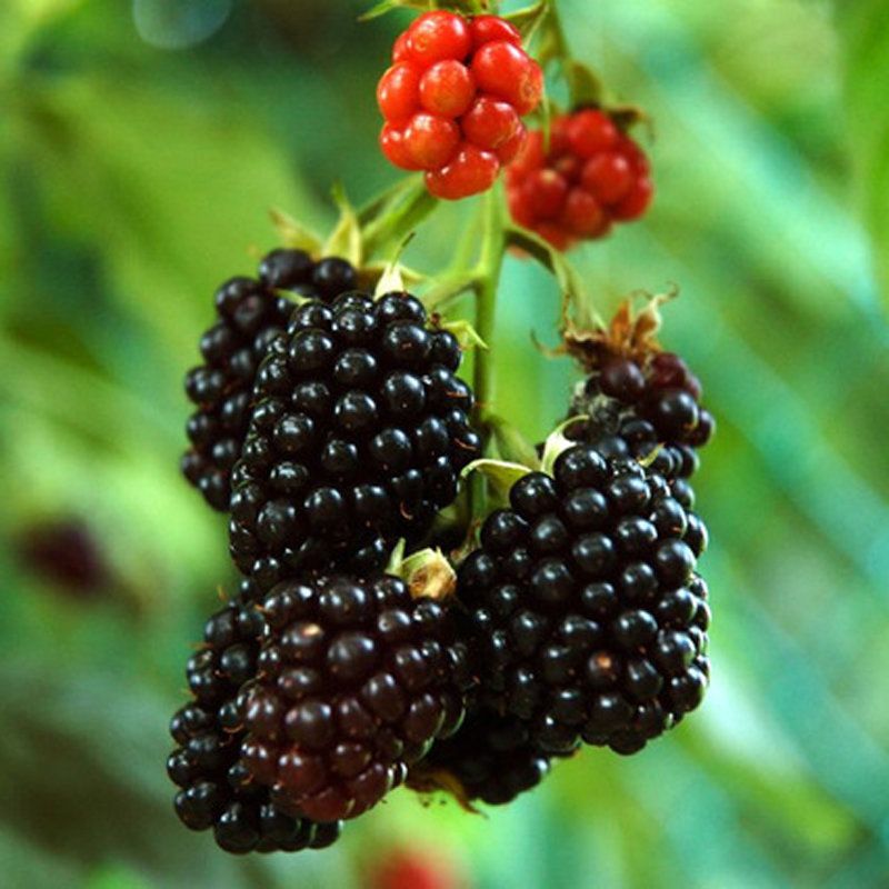 40 Pcs Black Mulberry Seeds Morus Nigra Tree Garden Bush Seeds DIY Home Garden Bonsai - Red