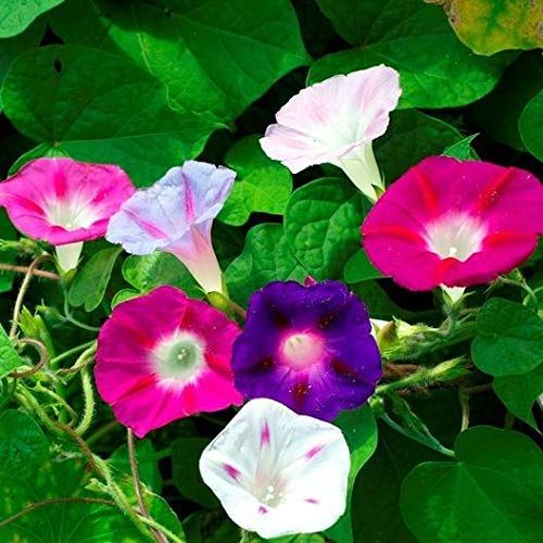 20 Pcs Beautiful Morning Glory Flower Seeds (?????? ?????? ??? ???) - 20 Pcs Seeds