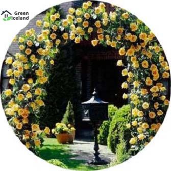 30 Pcs Beautiful Climbing Rose Flower Seeds All Season