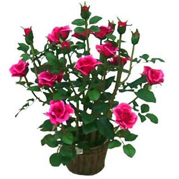 100 pcs Rare Holland Rainbow Rose Flower bonsai Home Garden Rare Flower plant 24 color rainbow Rose,rose flower seedlings
