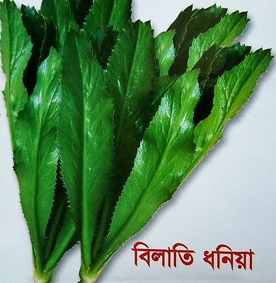 Garden/tob Bilati Coriander Seeds 50 pieces