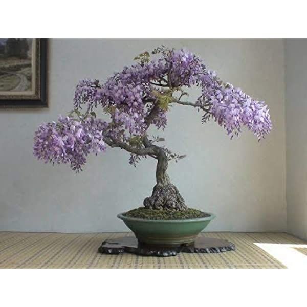 30 Pcs Natural Purple Wisteria flower Seeds