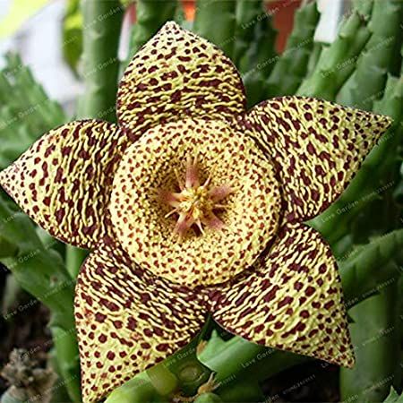 Beautiful Rare Stapelia Pulchella Lithop Seed - 25 Pcs Seeds