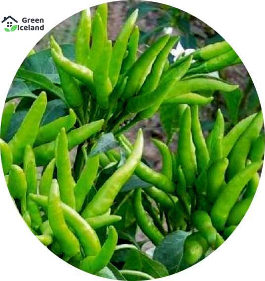 Global Long Spicy Green Chili Seeds  - 20 Pcs