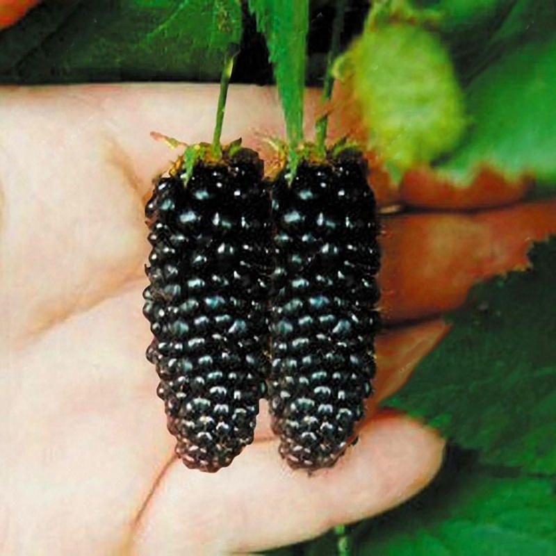 100 pcs Blackberry Fruit Seeds Home Garden Plantting Perennial Potted Sweet Fruit Seed
