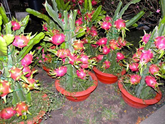 Dragon fruit,pitaya fruit,Organic heirloom fruit and vegetable bonsai for home garden- 20Pcs seeds