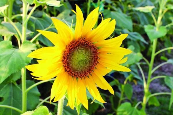 20 Pcs Global Sunflower Bonsai Plant Seeds (সূর্যমুখী ফুল বীজ)