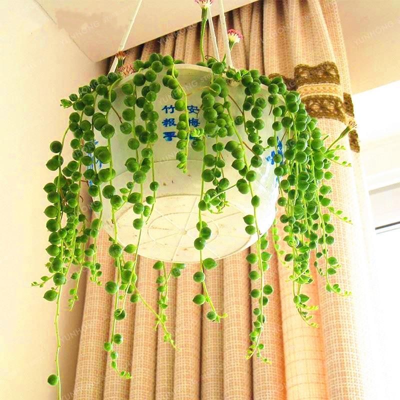 Pearl Chlorophytum Bonsai Hanging Type Potted Of Chlorophytum Flower Plants Indoor Air Purification Home Garden Succulents 20Pcs seeds