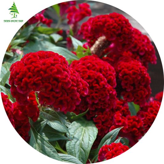 Celosia/ Morog jhuti Flower seeds - 20 pcs
