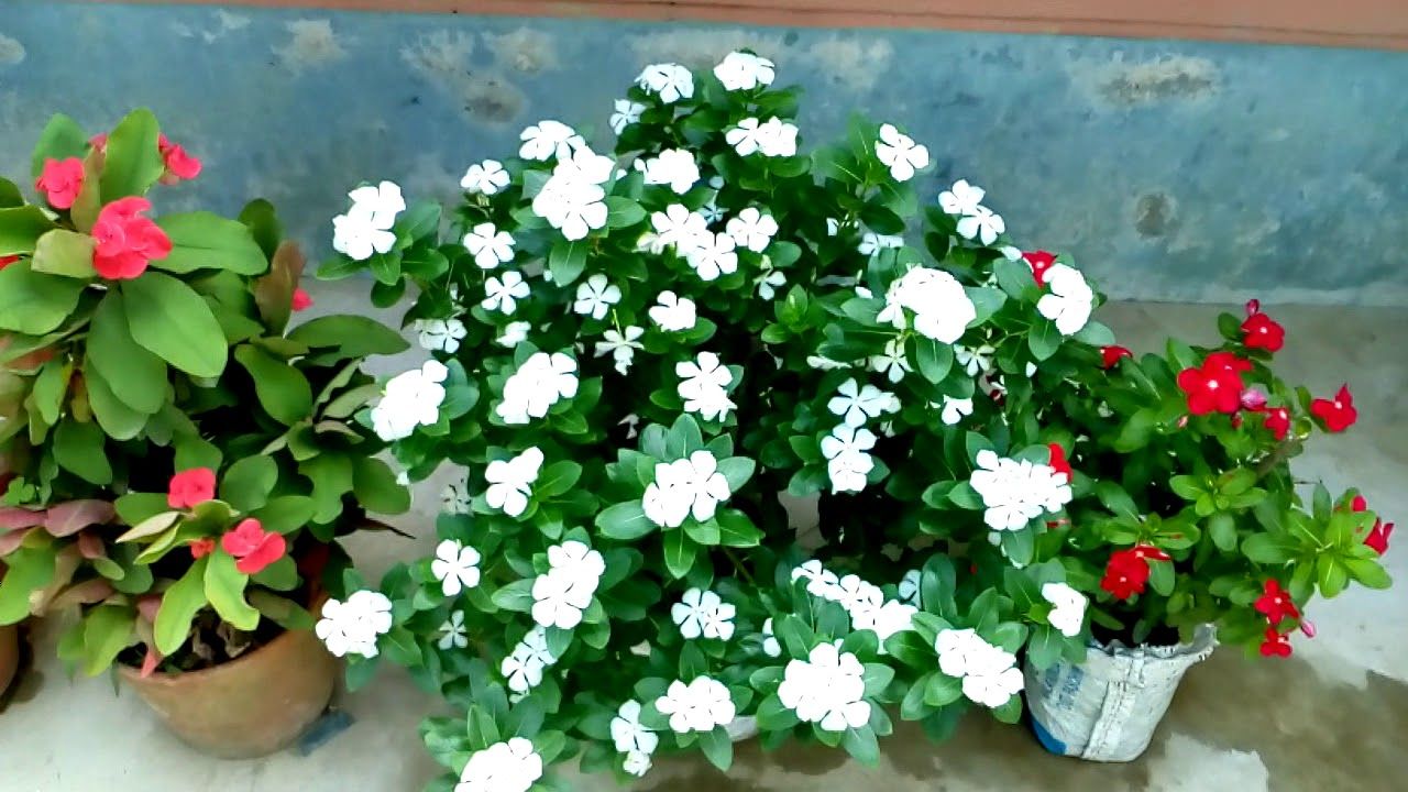 Vinca/Noyontara Flower Seeds(নয়নতারা ফুল বীজ) - 20 Pcs Seeds