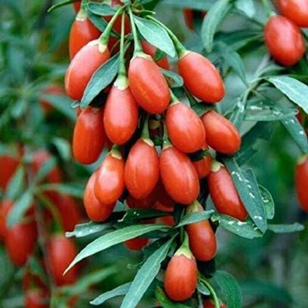 Goji Berry Plants (Wolfberry ),Organic Heirloom Fruit Tree ,Plant Or Home Garden Plant- 200Pcs seeds