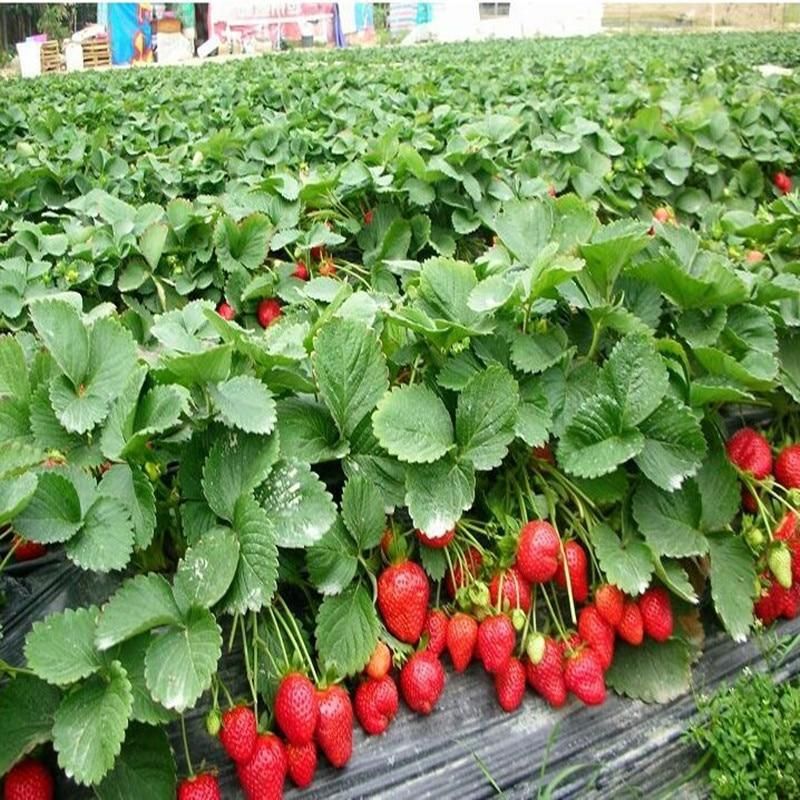 strawberry bonsai plants home garden with strawberry NON-GMO strawberry tree big delicious fruit