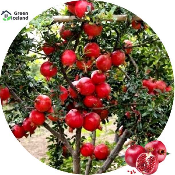 Pomegranate Bonsai Seeds (ডালিম ফল বীজ)- 20 Pcs Seeds