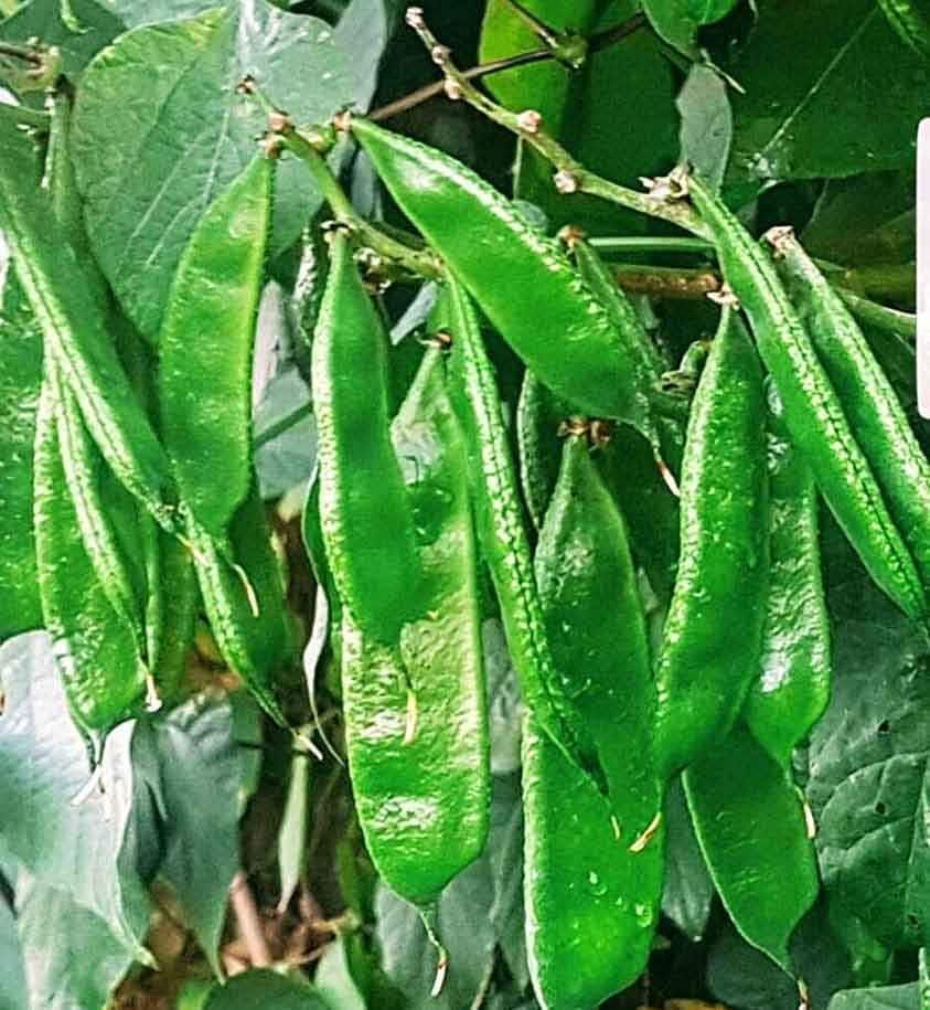 5 Pcs Seeds Bean - BARI Seam (Re-Packet)