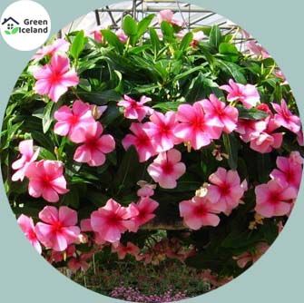 All Season Vinca Flower Seeds(নয়নতারা ফুল বীজ) - 15 Pcs Seeds
