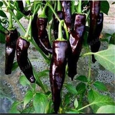 Mixed Yellow Puple Red Green White Sweet Bell Hot Pepper chili bonsai Vegetables Paprika