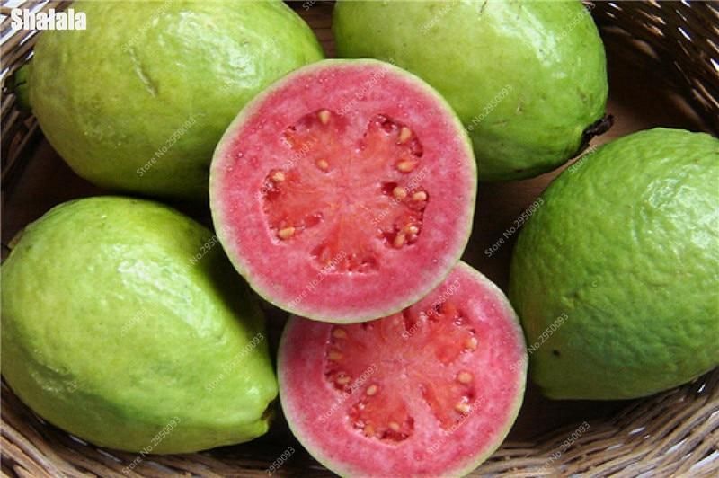 20pcs Guava Bonsai Delicious Tropical Fruit Potted Non Transgenic Outdoor Plants Fruit Tree For Home Garden Planting