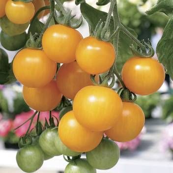 Hybrid Indian Gold best  Cherry Tomato Seeds - 10 pcs