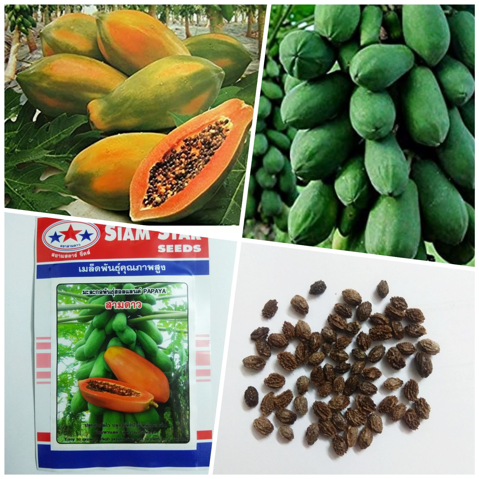 F1 HYBRID PAPAYA SEEDS, THAI VARIETY, RED FLESH ANS SWEET - 15 SEEDS