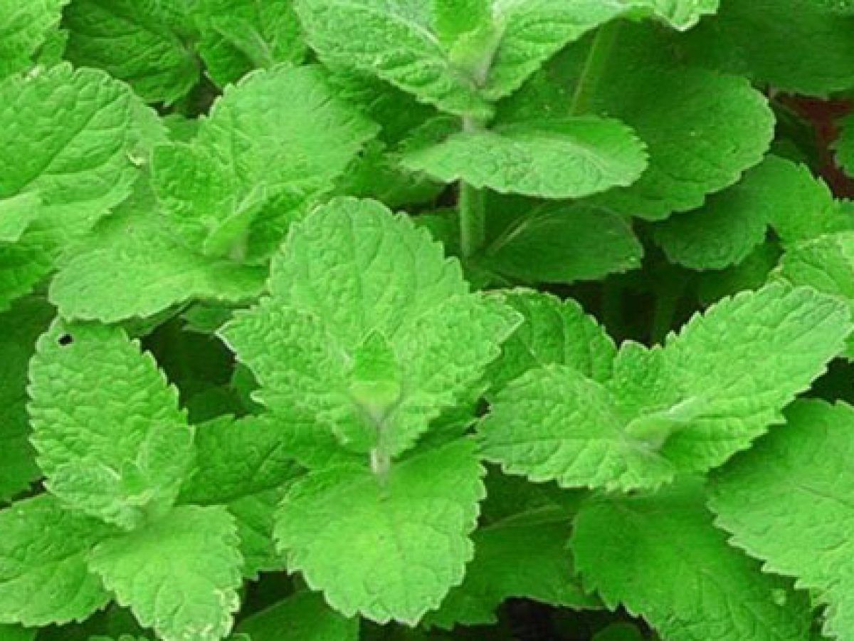 All Season Pudina/Mint Seeds (Seeds) - 300 Pcs Seeds