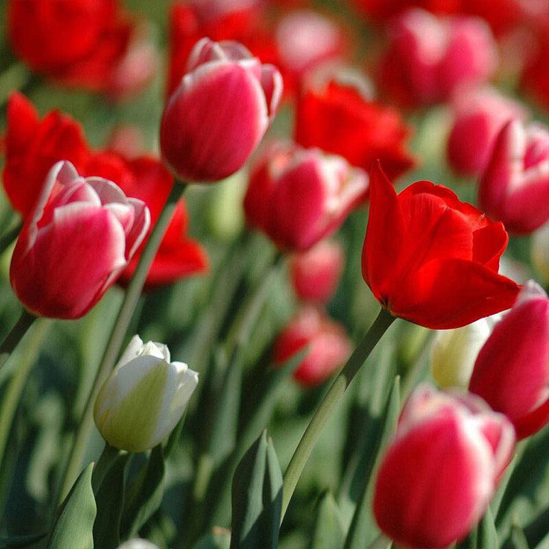 1 pcs Tulip Seed Ball Tulip Big Ball Multicolor Hydroponic Cultivation Flower Corm - Red
