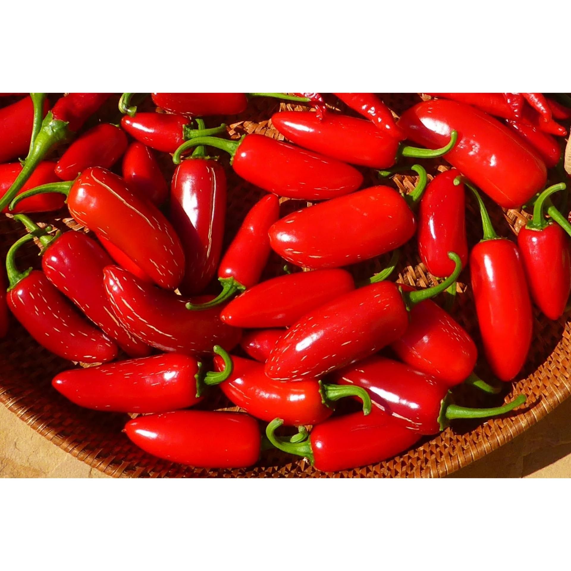 Imported F1 Hybrid Italian Dattero Chili 15 Seeds