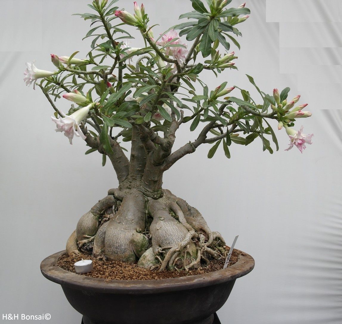 10 Pcs Raiking Planter Bonsai Tree Seeds