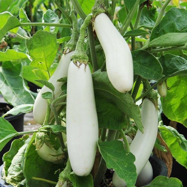 Eggplant White Bonsai Tree Seed -20 Pcs Seeds